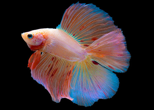 Double tail betta