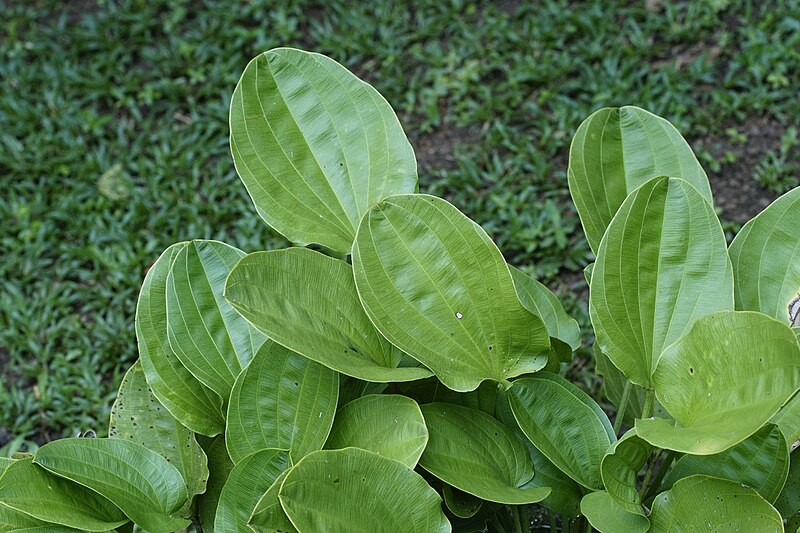 Echinodorus Palifolius