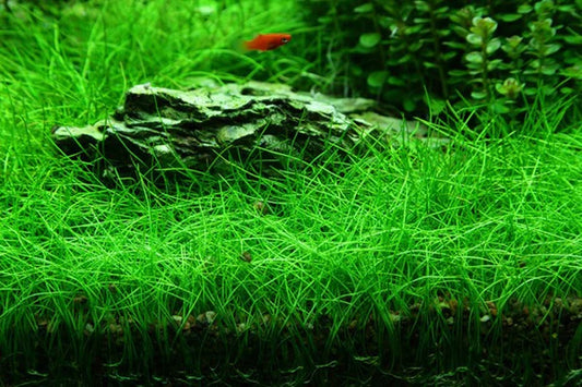 Eleocharis "Hairgrass" (LOCAL)