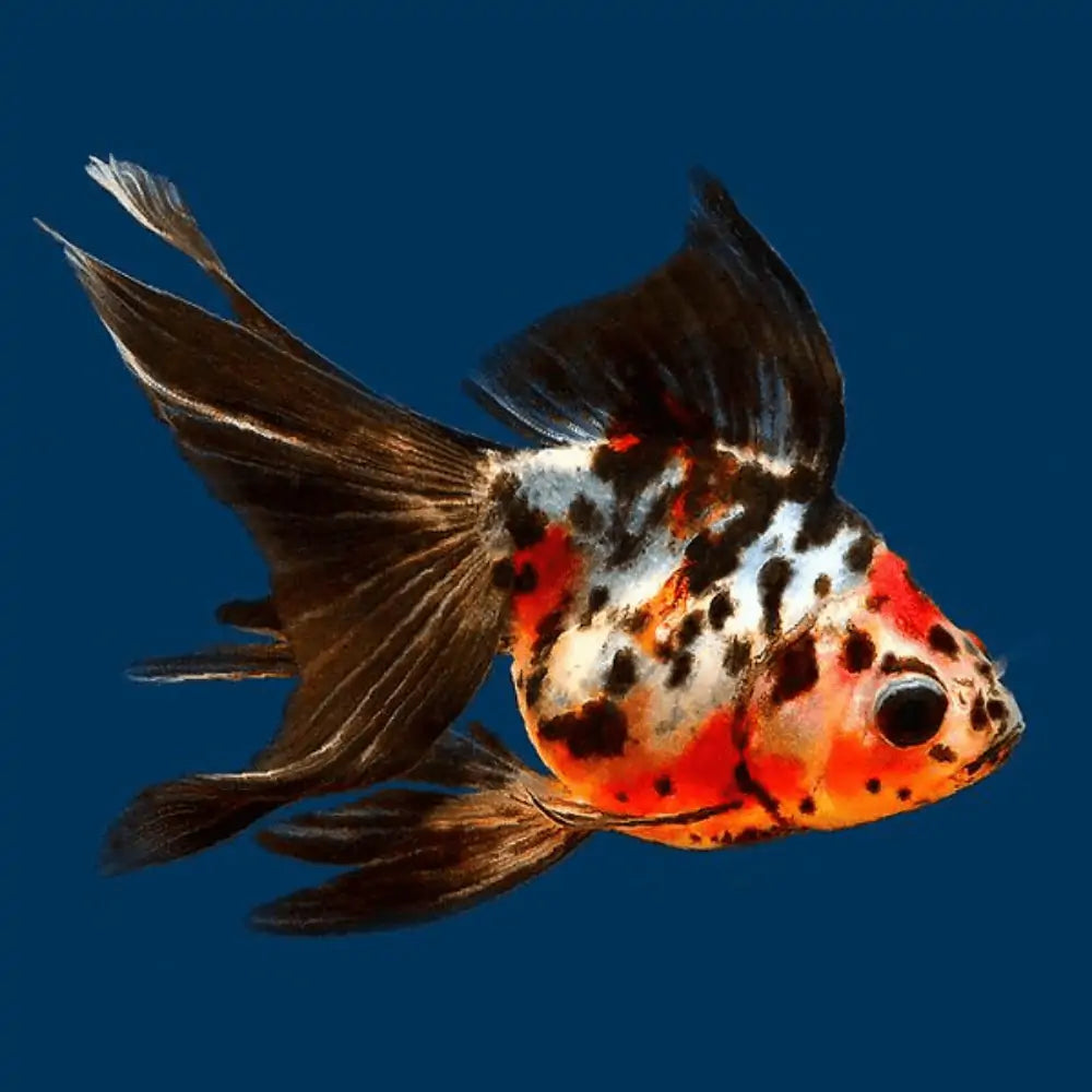 Calico Fantail Goldfish
