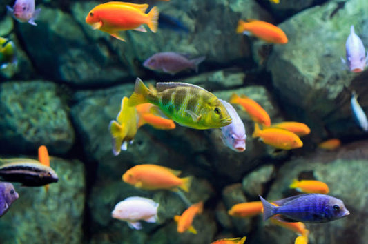 African Cichlids Smal