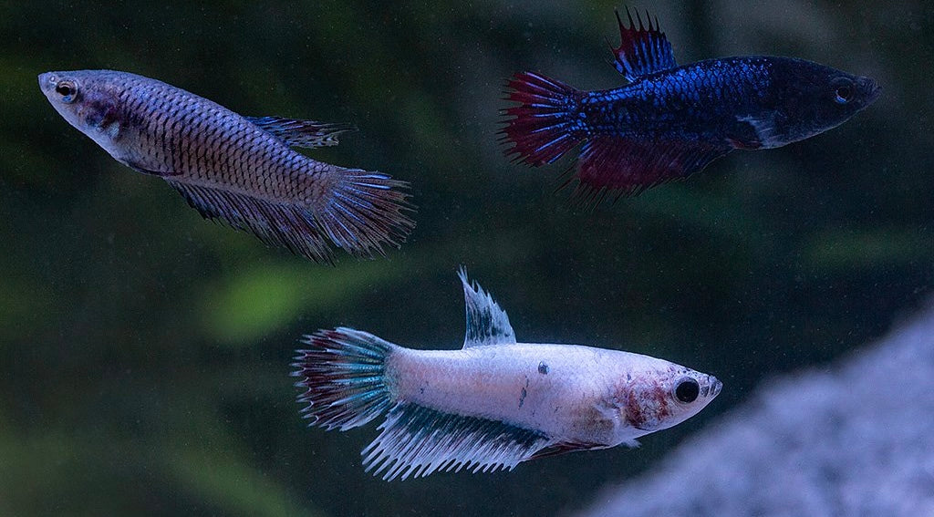 Female Crowntail Betta