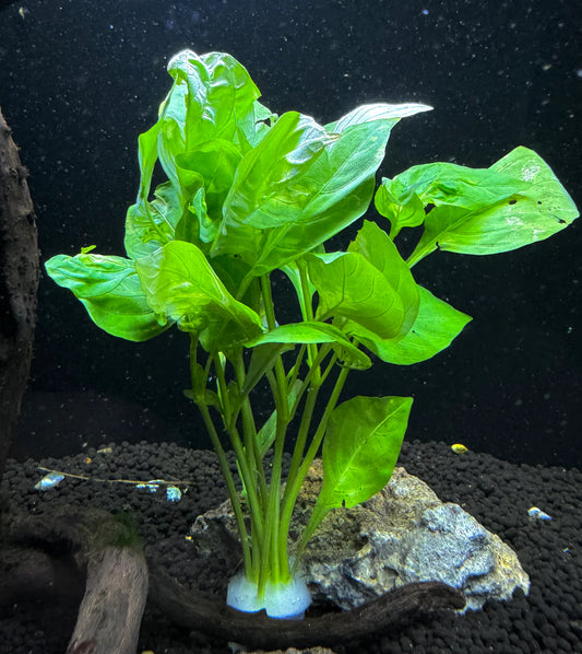 Hygrophila Corymbods Variegatus