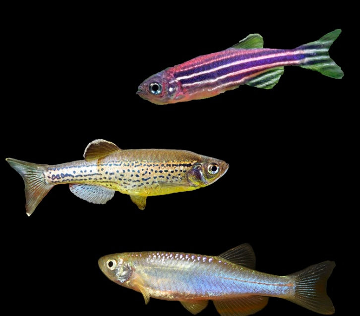 Assorted Danio