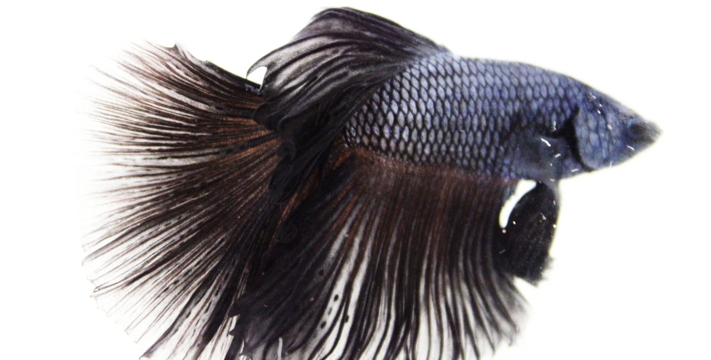 Black Orchid Betta