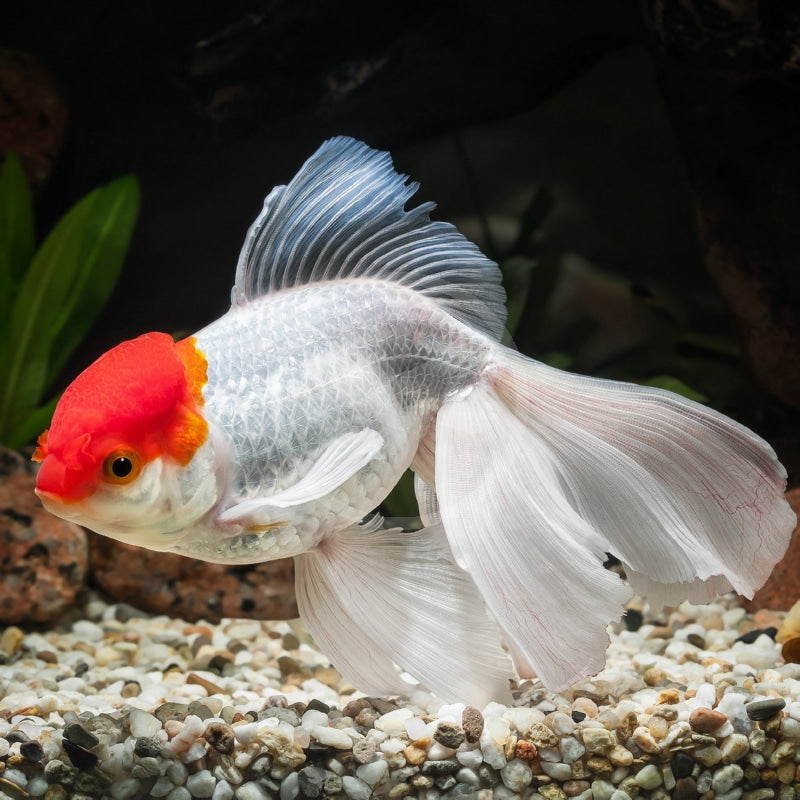 Red Cap - Oranda Goldfish Medium (White body Red head)
