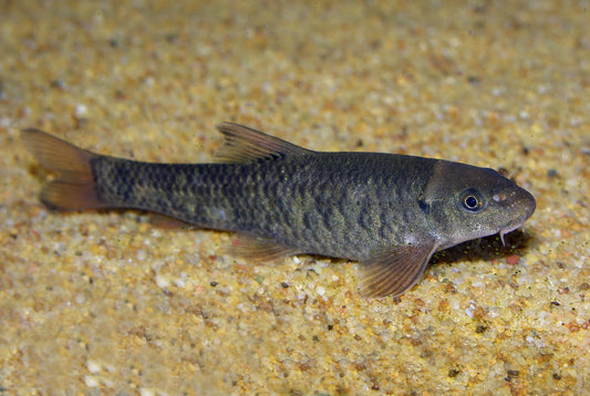 Doctor fish