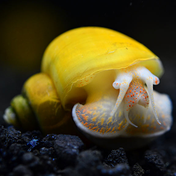 Gold mystery Snail