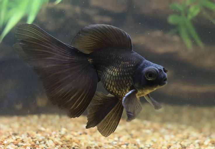 Black Moor Telescope Goldfish
