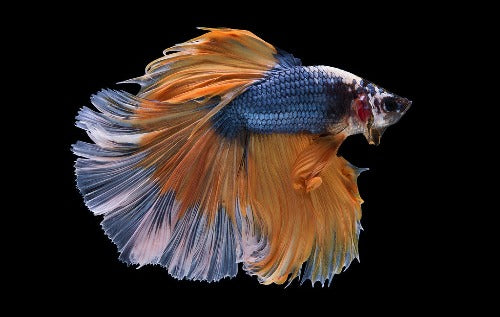 Betta, Halfmoon - Male