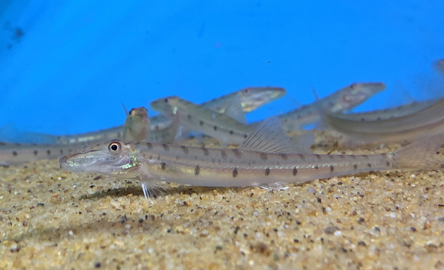 Horse Face Loach