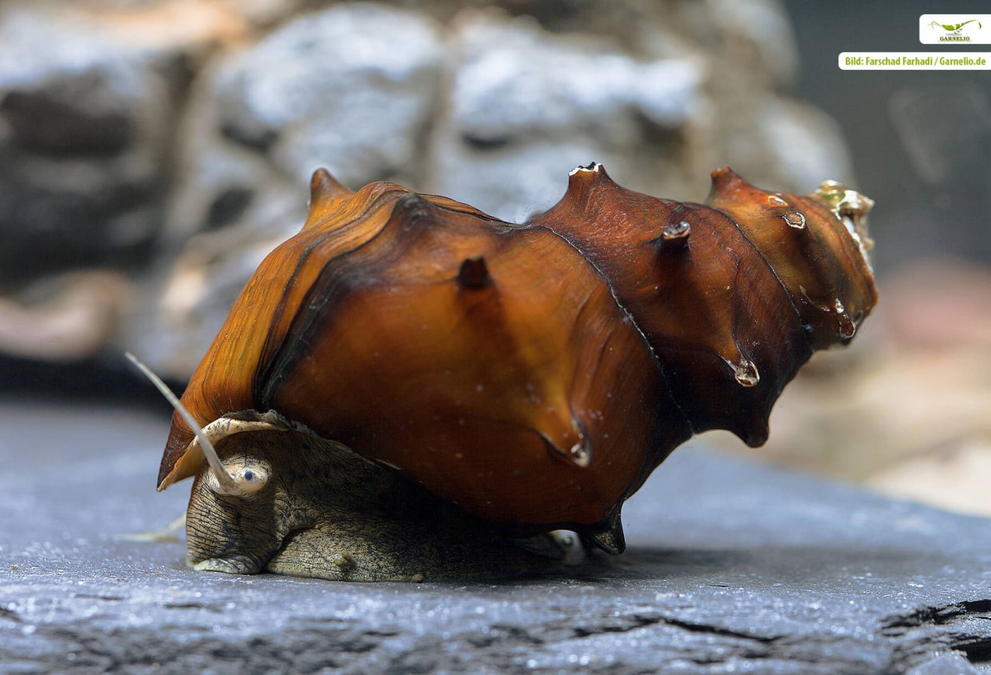 Horned Pagoda Snail