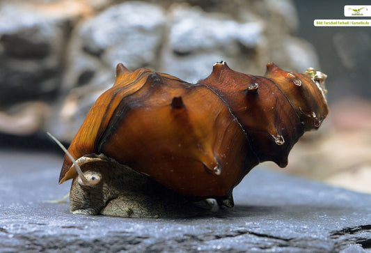 Horned Pagoda Snail