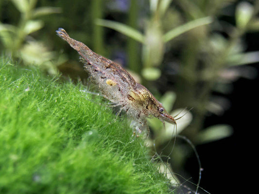 Wild Cherry Shrimp (Neocaridina)