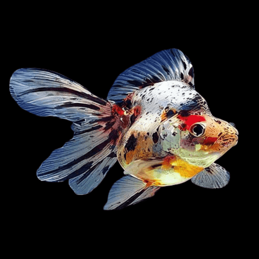 Ryukin Calico Goldfish