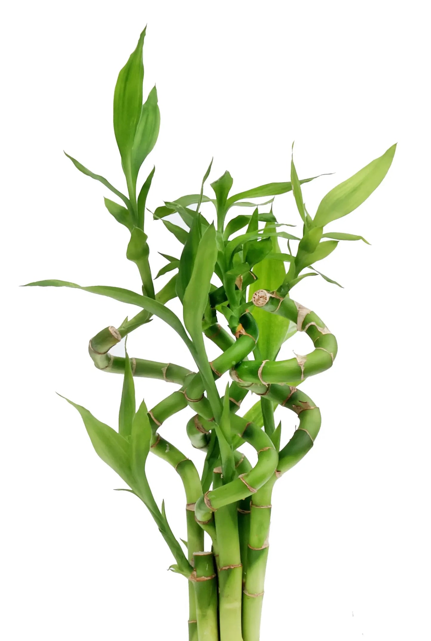 Big Lucky Bamboo