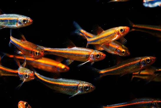 Rainbow Shiner