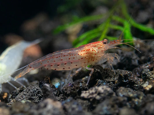 Orange Amano Shrimp