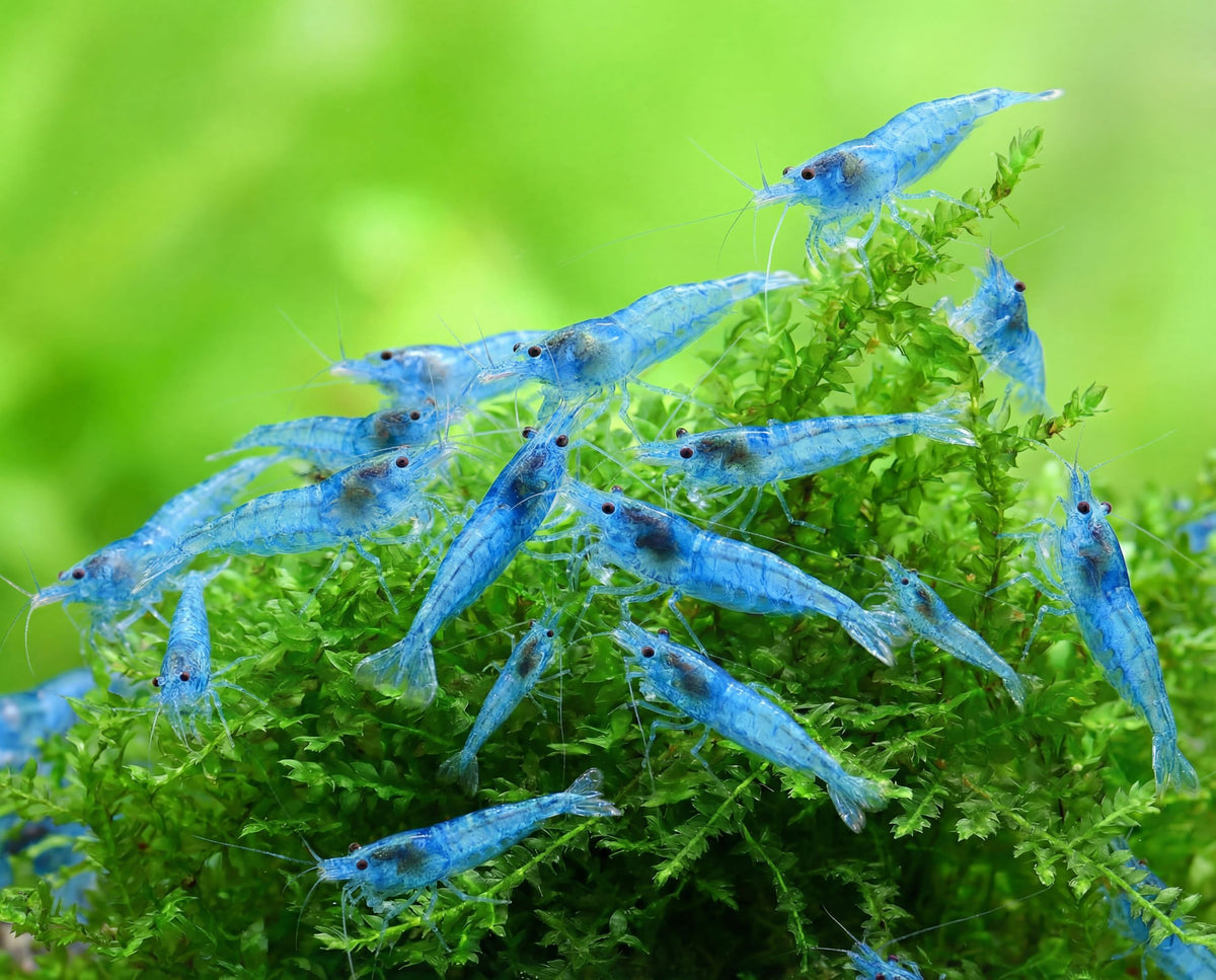 Blue Jelly Shrimp
