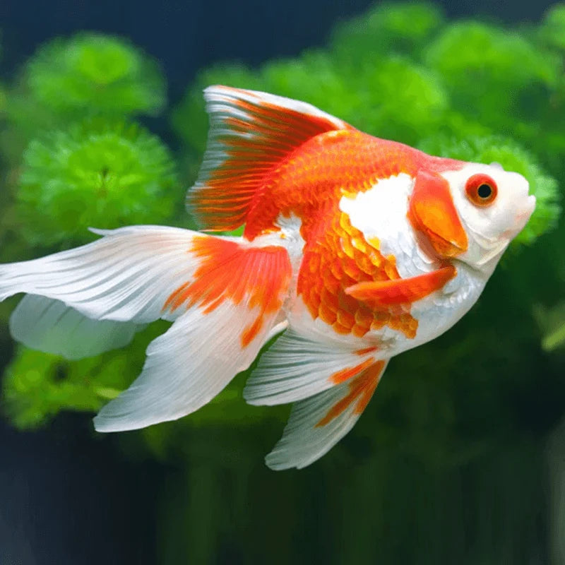 Ryukin Red & White Medium