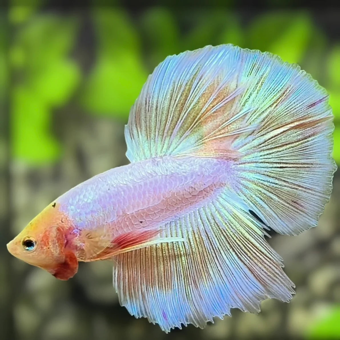 Unicorn Betta Male