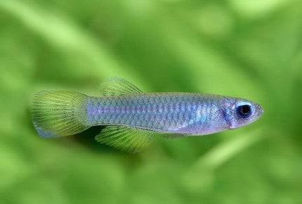 Normans Lampeye Killifish