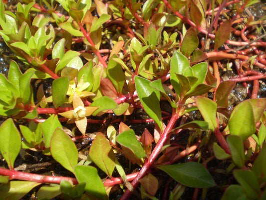 Ludwigia - Reppens