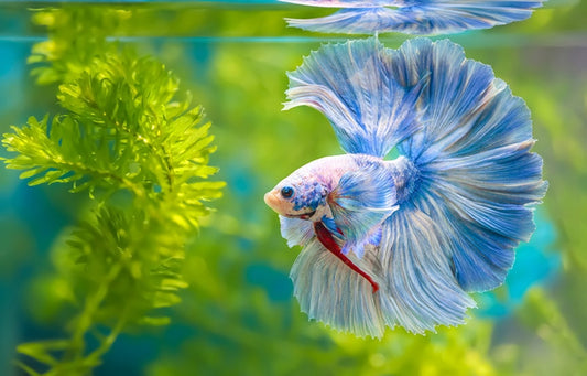 Betta Fish (Male)- Rosetail