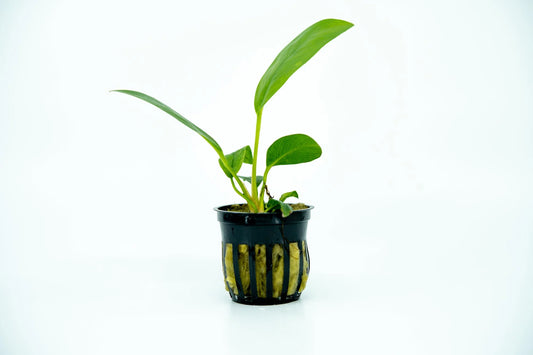 Assorted Anubias