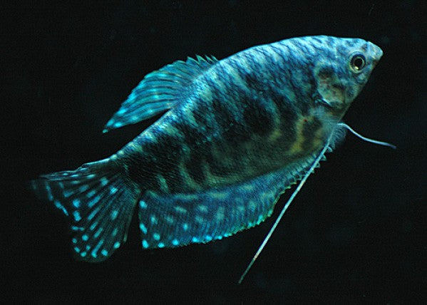 Opaline Gourami