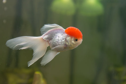 Oranda Red Cap Goldfish
