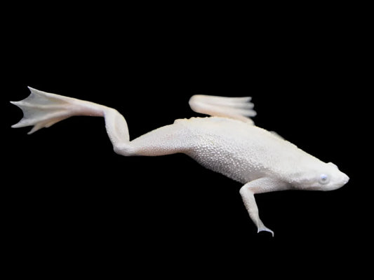 Platinum African Dwarf Frog
