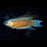 Paradise Fish (Red)