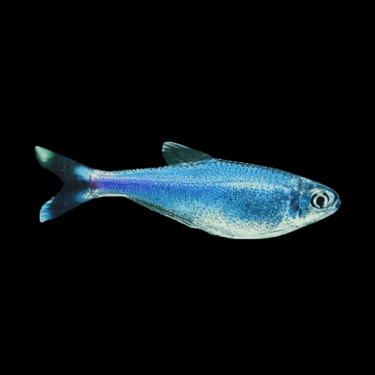 Tetra Peruvian Blue