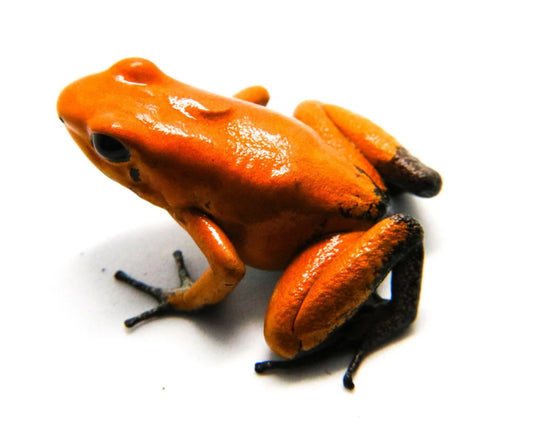 Phyllobates terribilis “Orange Blackfoot” dart frog