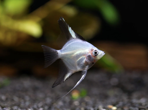 Blue Blushing Ghost Angel Fish