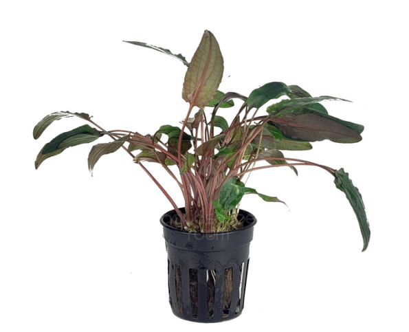 Cryptocoryne Wendtii 'Brown'