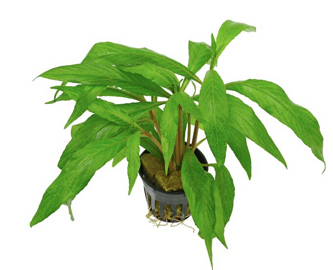 Hygrophila Salicifolia