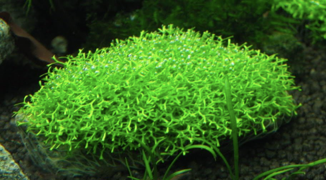 Riccia Moss