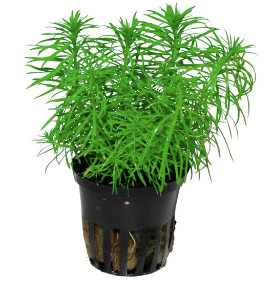 Pogostemon erectus