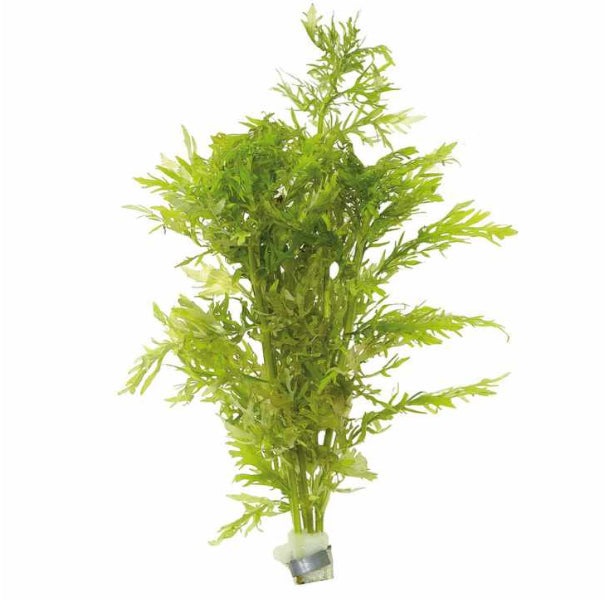 Hygrophila Difformis (Water Wisteria)