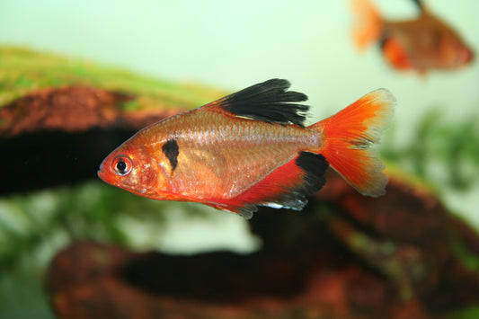 Serpae Super Red Tetra