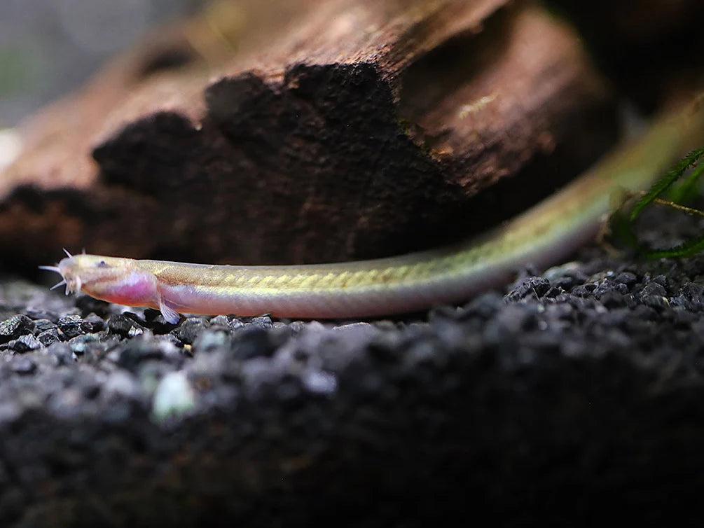 Silver Loach