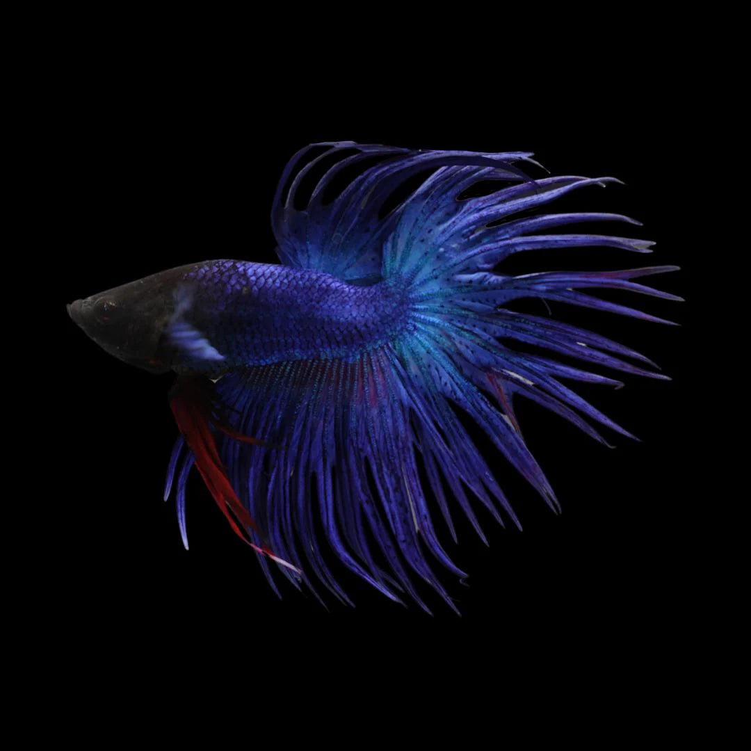 Black Crowntail Betta Pet Cuisine Accessories