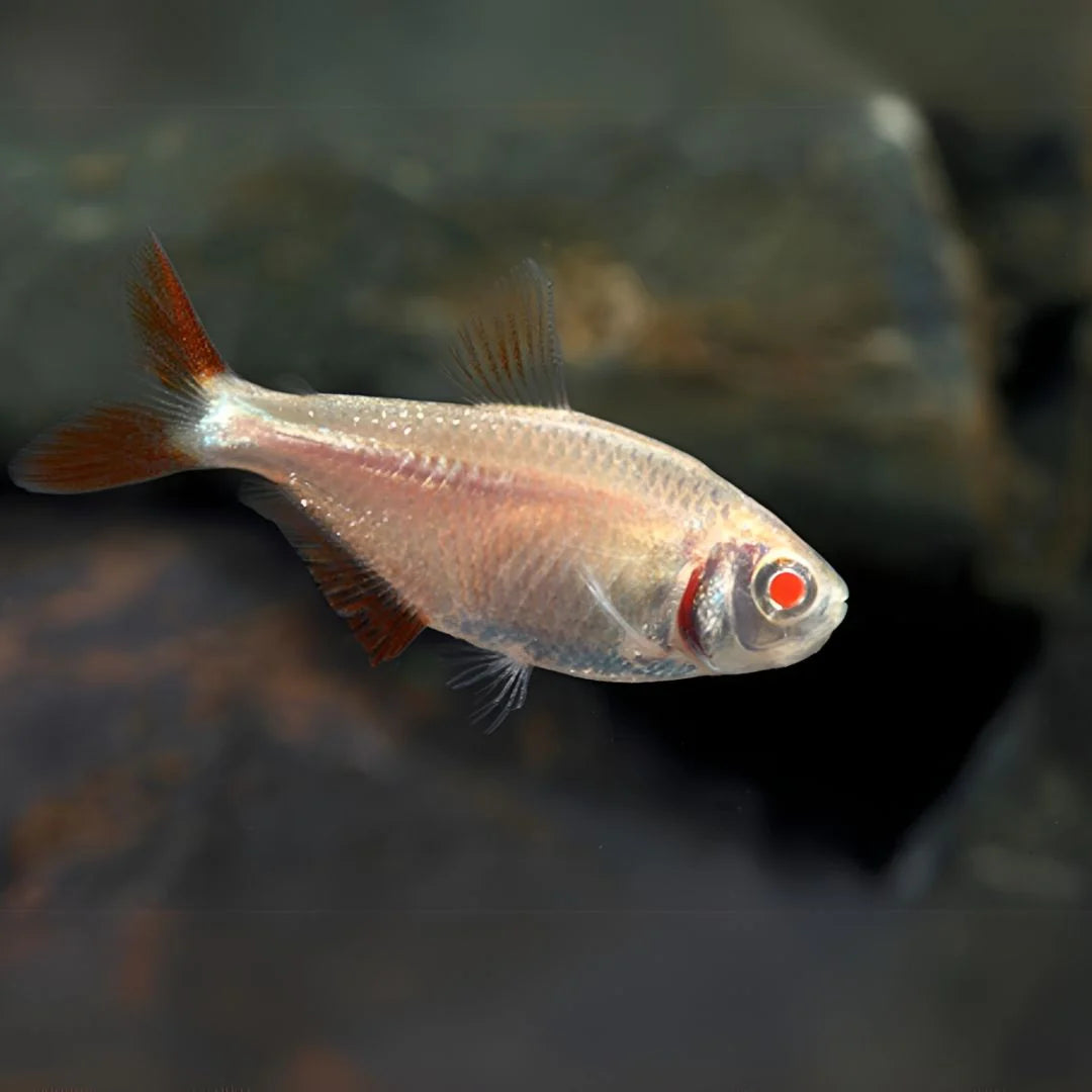 Albino Buenos Aires Tetra