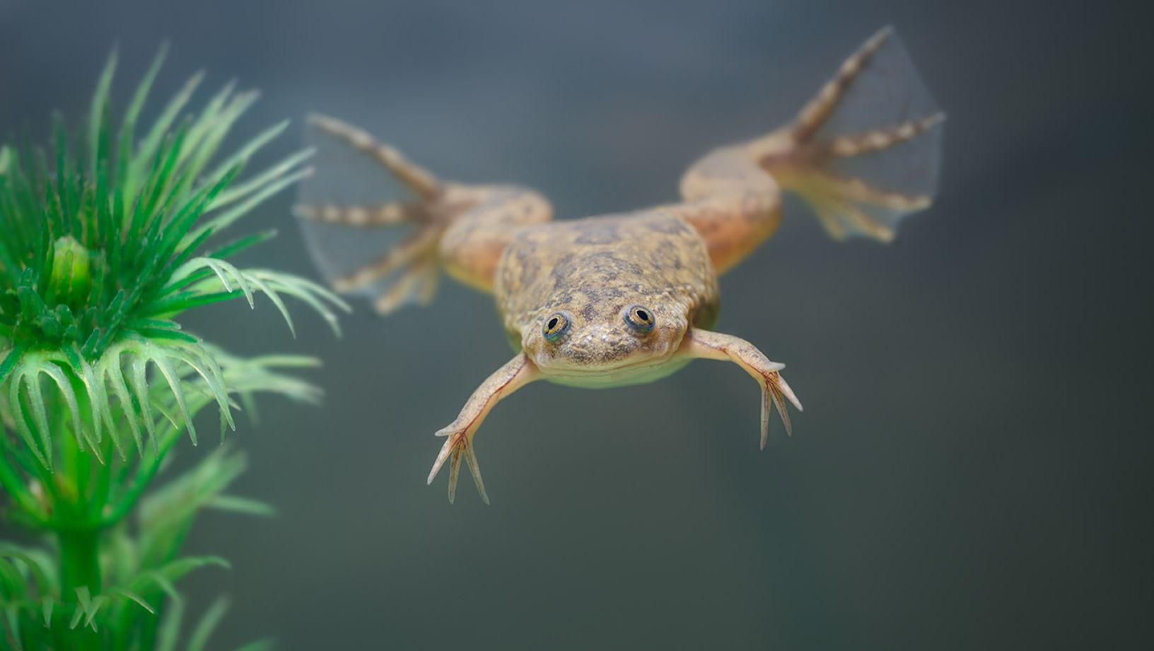 Frog Pet Small Aquatic Frogs Freshwater Aquatic Pets: African
