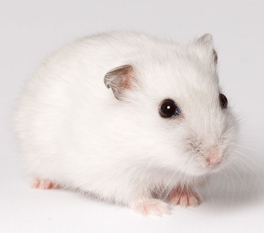 Dwarf Hamster - Winter White