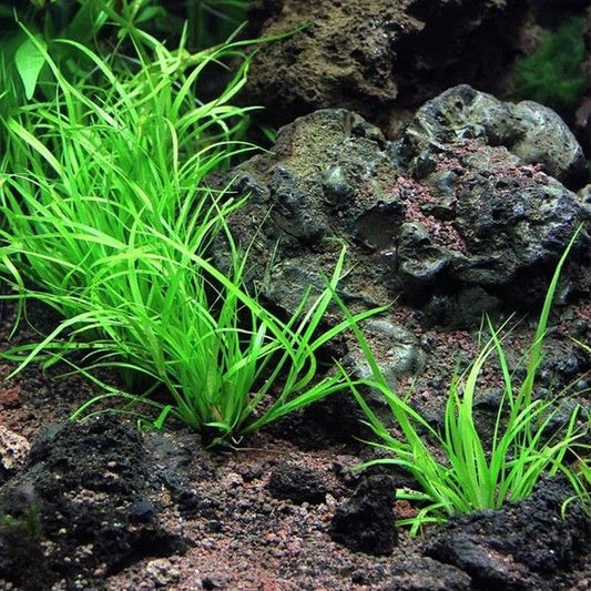 Juncus Repens