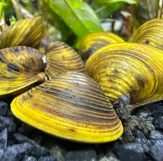 Freshwater Gold Clam