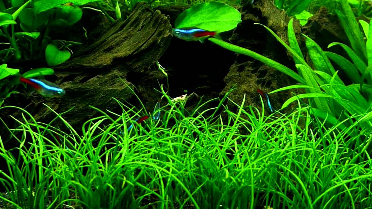 Lilaeopsis Novaezelandiae